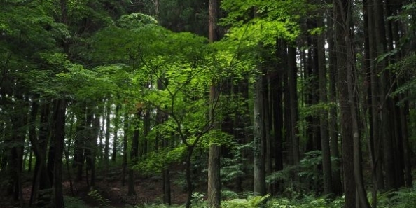 地域画像