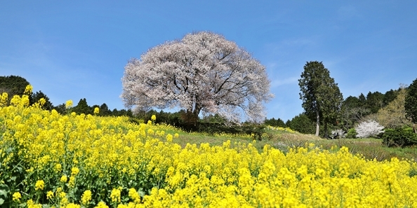 地域画像
