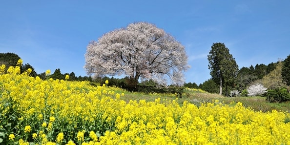 地域画像